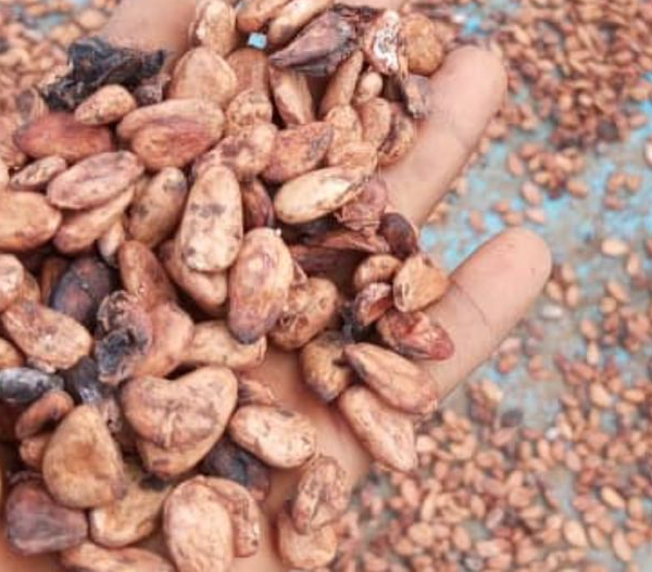 Cocoa Beans