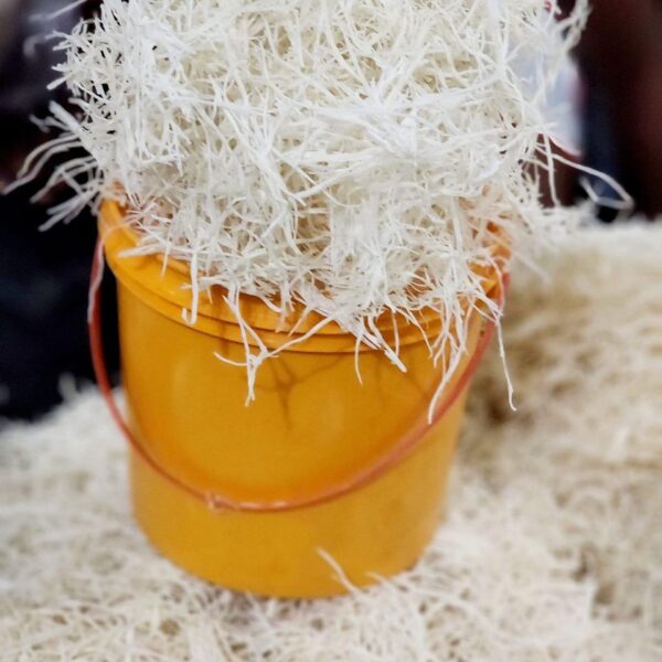 Processed Cassava Chips (African Tapioca)